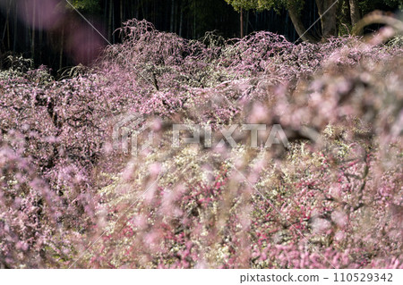 里山的垂枝梅花盛開 110529342