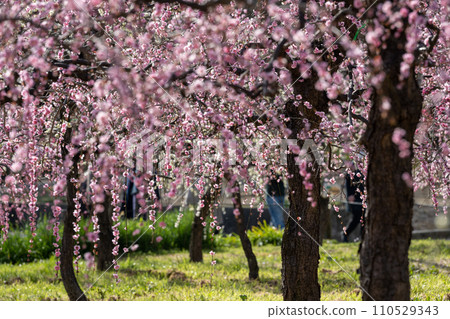 美麗的垂枝梅花盛開 美麗的垂枝梅花盛開 110529343