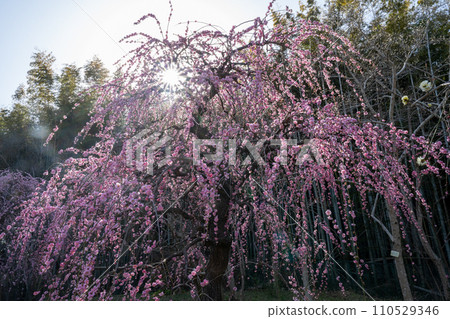 垂梅盛開映襯著藍天 垂梅盛開映襯著藍天 110529346