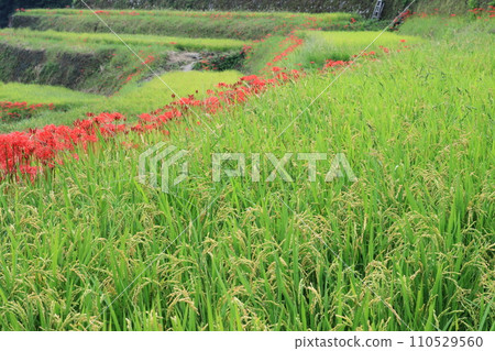 A cluster amaryllis that blooms at the ridges of rice fields 110529560