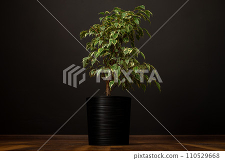 Beautiful lush houseplant Ficus benjamina, commonly known as weeping fig, benjamin fig or ficus tree growing in modern black home room. Beautiful lush houseplant Ficus benjamina, commonly known as weeping fig, benjamin fig or ficus tree growing in modern black home room. 110529668