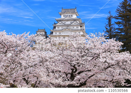 [Hyogo Prefecture] Himeji Castle in sunny weather and cherry blossoms in full bloom 110530566
