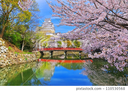 [Hyogo Prefecture] Himeji Castle Uchibori and cherry blossoms in full bloom 110530568