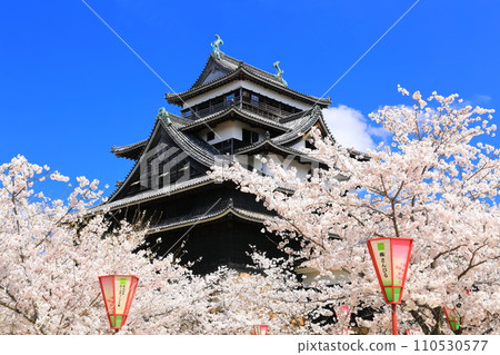 [Shimane Prefecture] Matsue Castle castle tower in full bloom (national treasure) 110530577