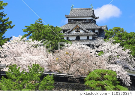 [島根縣]櫻花盛開的松江城天守閣和南角樓（國寶） 110530584