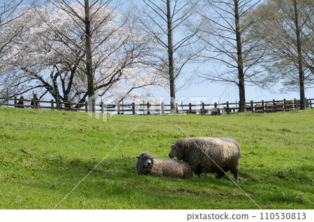 Ranch with sheep Ranch with sheep 110530813