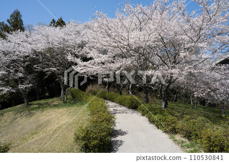 櫻花的風景 櫻花的風景 110530841