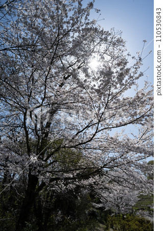 閃耀在藍天的櫻花 110530843