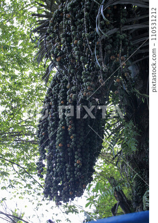 Arecaceae, the areca-pinan tribe, or the palm-paleman tribe is a botanical family of annual plants. Coconut is known throughout the tropical island population as a multi-purpose plant Arecaceae, the areca-pinan tribe, or the palm-paleman tribe is a botanical family of annual plants. Coconut is known throughout the tropical island population as a multi-purpose plant 110531212