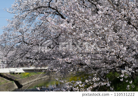 盛開沿河盛開的櫻花 110531222