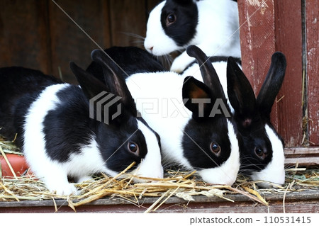 Black and white young rabbits in a hutch Black and white young rabbits in a hutch 110531415