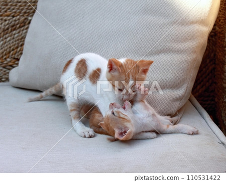 Cute young kittens with blue eyes playing together 110531422