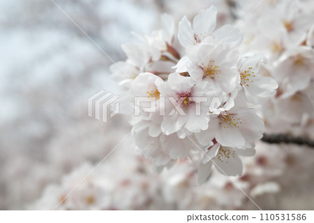 盛開櫻花特寫鏡頭 盛開櫻花特寫鏡頭 110531586