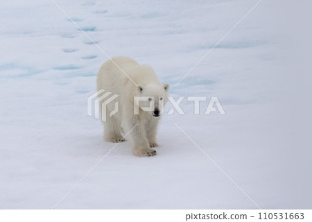Polar bear (Ursus maritimus) on the pack ice north of Spitsbergen Island, Svalbard Polar bear (Ursus maritimus) on the pack ice north of Spitsbergen Island, Svalbard 110531663