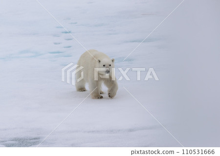 Polar bear (Ursus maritimus) on the pack ice north of Spitsbergen Island, Svalbard 110531666