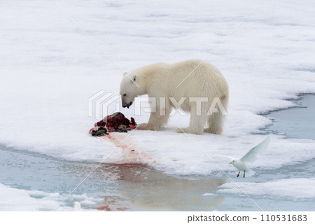 Polar bear eating seal on pack ice Polar bear eating seal on pack ice 110531683