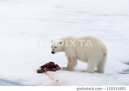 Polar bear eating seal on pack ice Polar bear eating seal on pack ice 110531685