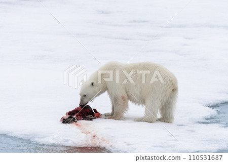 Polar bear eating seal on pack ice Polar bear eating seal on pack ice 110531687