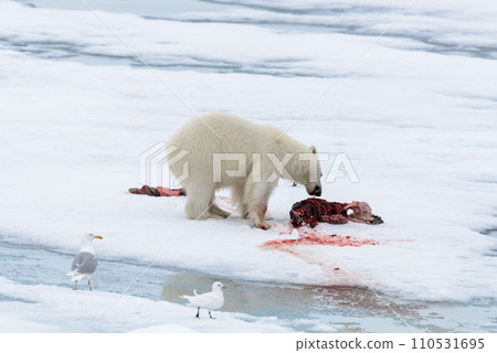 Polar bear eating seal on pack ice Polar bear eating seal on pack ice 110531695