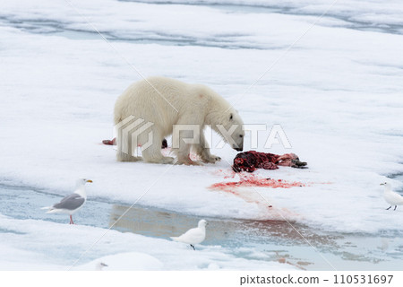 Polar bear eating seal on pack ice Polar bear eating seal on pack ice 110531697
