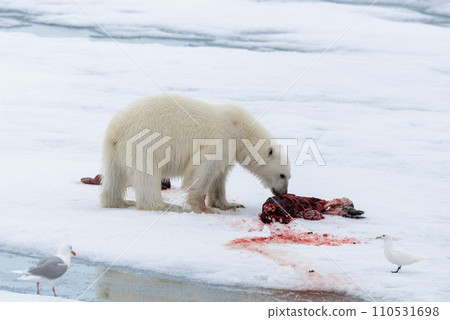 Polar bear eating seal on pack ice Polar bear eating seal on pack ice 110531698