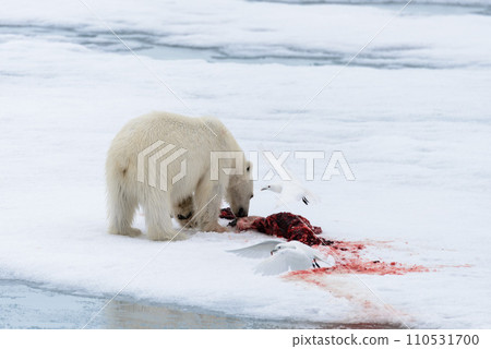 Polar bear eating seal on pack ice 110531700