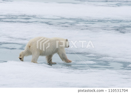 Polar bear (Ursus maritimus) going on the pack ice north of Spitsbergen Island, Svalbard Polar bear (Ursus maritimus) going on the pack ice north of Spitsbergen Island, Svalbard 110531704