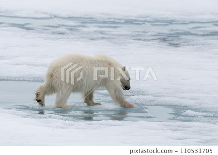 Polar bear (Ursus maritimus) going on the pack ice north of Spitsbergen Island, Svalbard 110531705