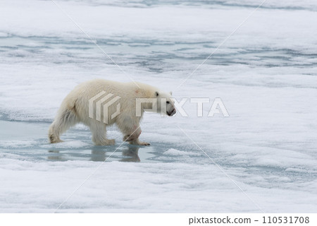 Polar bear (Ursus maritimus) going on the pack ice north of Spitsbergen Island, Svalbard 110531708