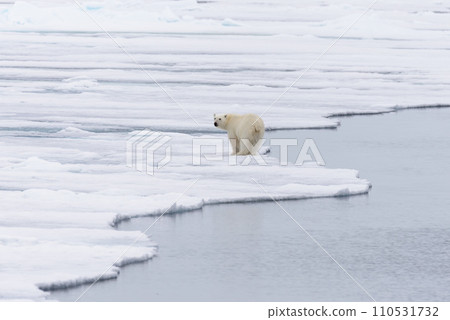 Polar bear (Ursus maritimus) going on the pack ice north of Spitsbergen Island, Svalbard Polar bear (Ursus maritimus) going on the pack ice north of Spitsbergen Island, Svalbard 110531732