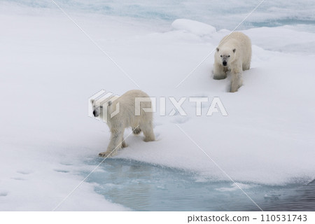 Polar bear (Ursus maritimus) mother and cub on the pack ice, north of Svalbard Arctic Norway 110531743