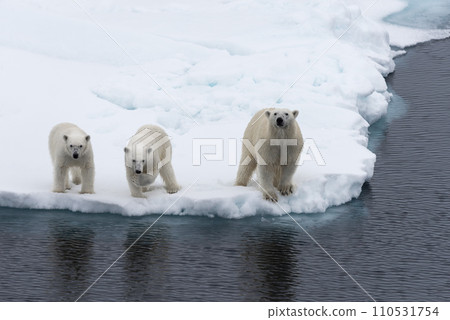 Polar bear (Ursus maritimus) mother and twin cubs on the pack ice, north of Svalbard Arctic Norway 110531754