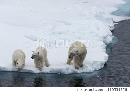 Polar bear (Ursus maritimus) mother and twin cubs on the pack ice, north of Svalbard Arctic Norway Polar bear (Ursus maritimus) mother and twin cubs on the pack ice, north of Svalbard Arctic Norway 110531756