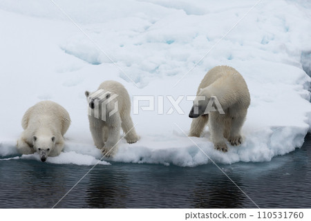 Polar bear (Ursus maritimus) mother and twin cubs on the pack ice, north of Svalbard Arctic Norway 110531760
