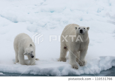Polar bear (Ursus maritimus) mother and cub on the pack ice, north of Svalbard Arctic Norway Polar bear (Ursus maritimus) mother and cub on the pack ice, north of Svalbard Arctic Norway 110531766