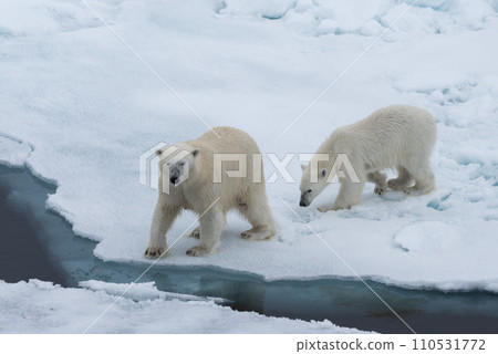 Polar bear (Ursus maritimus) mother and cub on the pack ice, north of Svalbard Arctic Norway Polar bear (Ursus maritimus) mother and cub on the pack ice, north of Svalbard Arctic Norway 110531772