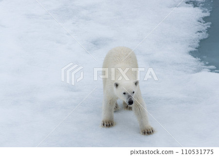Polar bear (Ursus maritimus) cub on the pack ice, north of Svalbard Arctic Norway Polar bear (Ursus maritimus) cub on the pack ice, north of Svalbard Arctic Norway 110531775