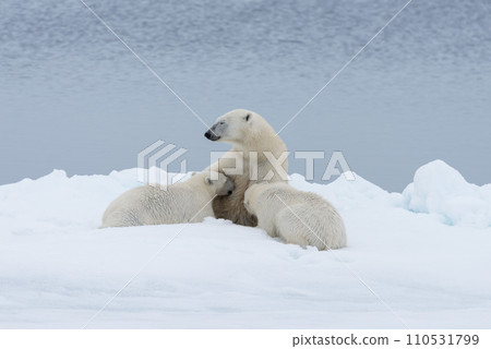 Polar bear mother feeding her cubs on the pack ice, north of Svalbard Arctic Norway Polar bear mother feeding her cubs on the pack ice, north of Svalbard Arctic Norway 110531799
