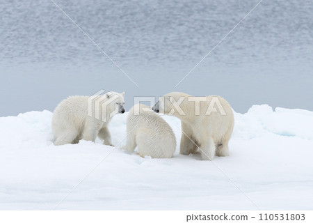 Polar bear (Ursus maritimus) mother and twin cubs on the pack ice, north of Svalbard Arctic Norway Polar bear (Ursus maritimus) mother and twin cubs on the pack ice, north of Svalbard Arctic Norway 110531803