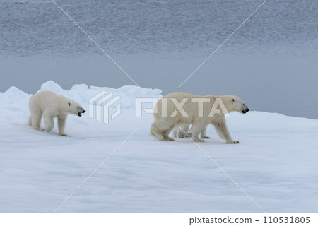 Polar bear (Ursus maritimus) mother and cub on the pack ice, north of Svalbard Arctic Norway 110531805