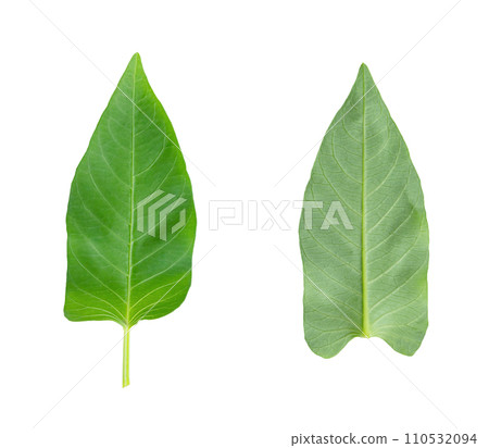 leaf of morning glory isolate , Green leaves pattern leaf of morning glory isolate , Green leaves pattern 110532094