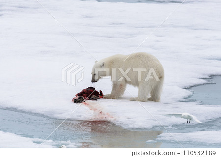 Polar bear eating seal on pack ice Polar bear eating seal on pack ice 110532189