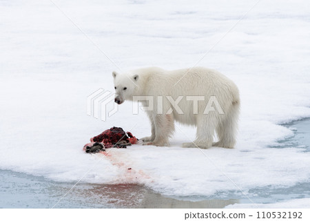 Polar bear eating seal on pack ice Polar bear eating seal on pack ice 110532192