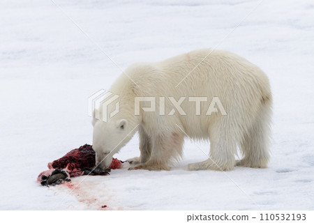 Polar bear eating seal on pack ice Polar bear eating seal on pack ice 110532193