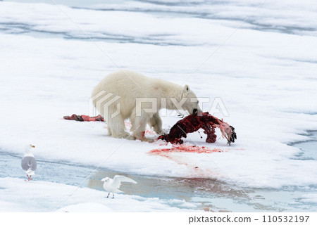 Polar bear eating seal on pack ice 110532197