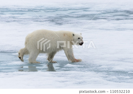 Polar bear (Ursus maritimus) going on the pack ice north of Spitsbergen Island, Svalbard Polar bear (Ursus maritimus) going on the pack ice north of Spitsbergen Island, Svalbard 110532210