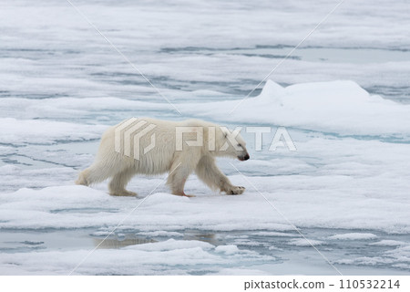 Polar bear (Ursus maritimus) going on the pack ice north of Spitsbergen Island, Svalbard Polar bear (Ursus maritimus) going on the pack ice north of Spitsbergen Island, Svalbard 110532214