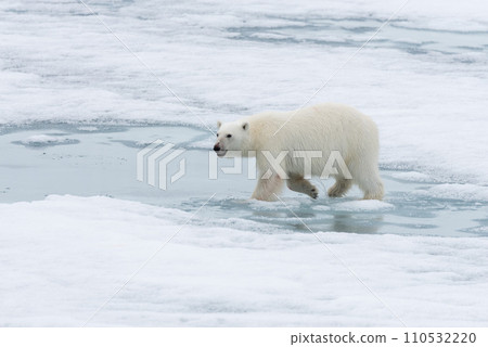 Polar bear (Ursus maritimus) going on the pack ice north of Spitsbergen Island, Svalbard Polar bear (Ursus maritimus) going on the pack ice north of Spitsbergen Island, Svalbard 110532220