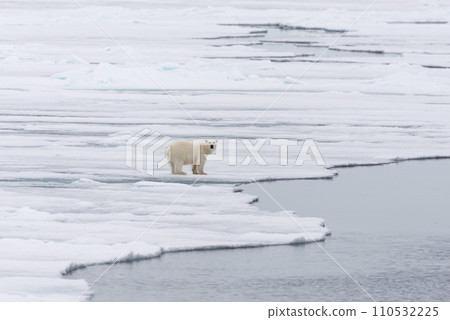 Polar bear (Ursus maritimus) going on the pack ice north of Spitsbergen Island, Svalbard Polar bear (Ursus maritimus) going on the pack ice north of Spitsbergen Island, Svalbard 110532225