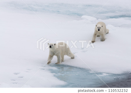 Polar bear (Ursus maritimus) mother and cub on the pack ice, north of Svalbard Arctic Norway Polar bear (Ursus maritimus) mother and cub on the pack ice, north of Svalbard Arctic Norway 110532232
